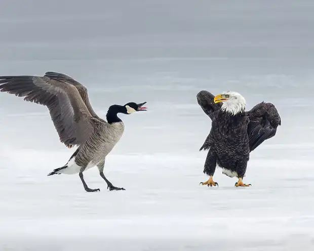 Canada Goose Defends Against Bald Eagle in Rare Ice Battle