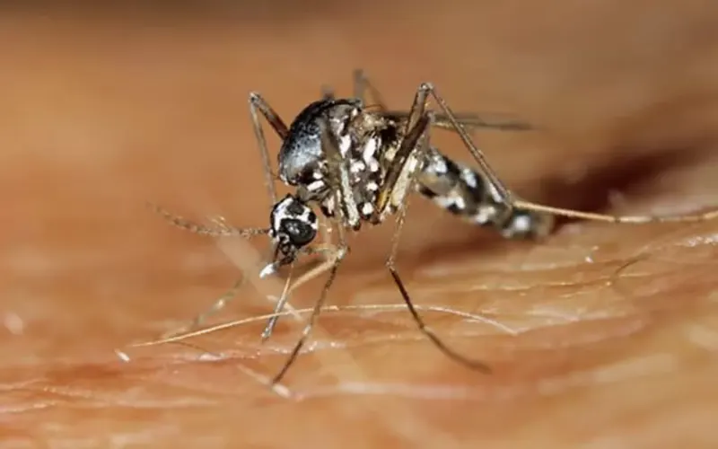 Second Son of Samoan Family Dies Amid Dengue Outbreak