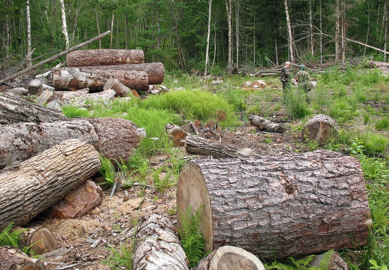Expert Warns of Collapse in Bulgaria’s Wood Processing Industry